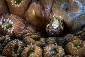 Secretary Blenny ... these little guys have such great ex... by Jim Garber 